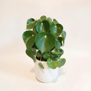 Peperomia Raindrop – Hojas en Forma de Gota, Segura para Mascotas