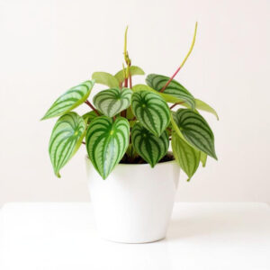 Peperomia Sandía – Planta Compacta con Hojas Tipo Sandía, Segura para Mascotas