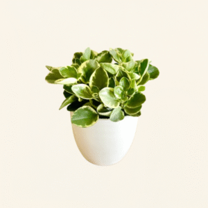 Peperomia Variegata – Planta Cucharita Bicolor Segura para Mascotas