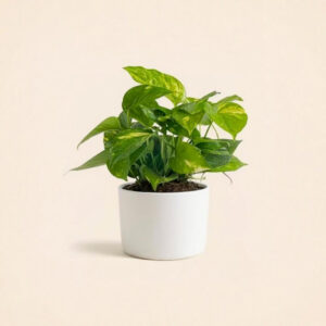 Pothos Dorado – Enredadera Interior de Rápido Crecimiento