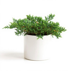 Pino Rastrero – Junípero Horizontal para Terrazas y Jardineras