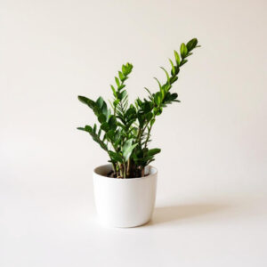 Planta ZZ – Zamioculca Elegante y Resistente para Interiores
