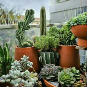 Plantas Resistentes