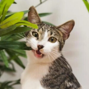 Plantas seguras para mascotas