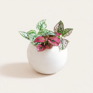 Polka Dot – Hypoestes de Hojas Manchadas en Rosa, Blanco o Rojo