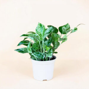 Pothos Marble Queen – Follaje Blanco y Verde para Interiores Colgantes