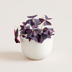 Trébol Morado Triangular – Oxalis de Hojas Plegables y Flor Blanca