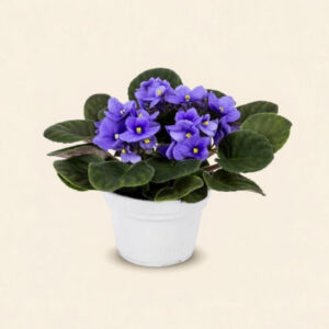 Violeta Africana – Flor Compacta y Segura para Mascotas