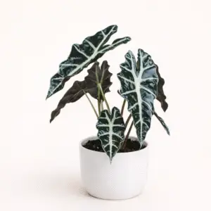 Alocasia Polly – Planta de Interior de Hojas Verdes Intensos y Textura Definida