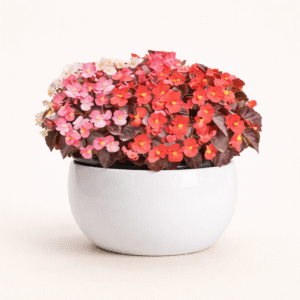 Begonia Semperflorens