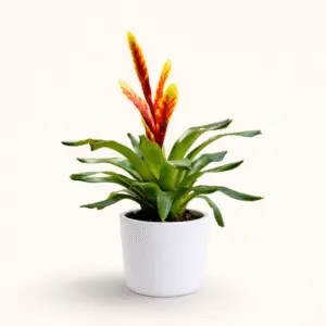 Bromelia Vriesea