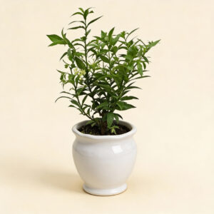 Caballero de la Noche