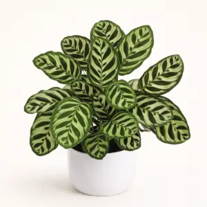 Calathea Makoyana – Planta de Interior de Hojas Decorativas con Patrón Natural