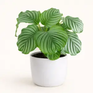 Calathea Orbifolia – Planta de Interior de Hojas Grandes y Rayas Plateadas