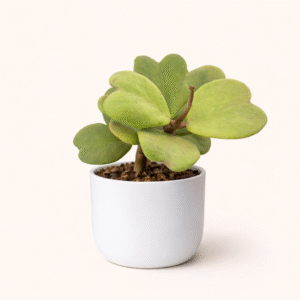 Hoya Corazón – Suculenta Romántica de Hojas Acarazonadas