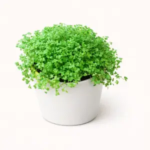 Lágrima de Bebé – Planta Colgante de Follaje Fino y Delicado