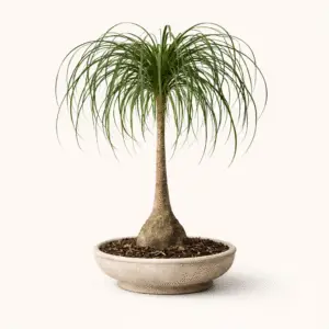 Pata de Elefante – Palma Escultórica de Tronco Escultural