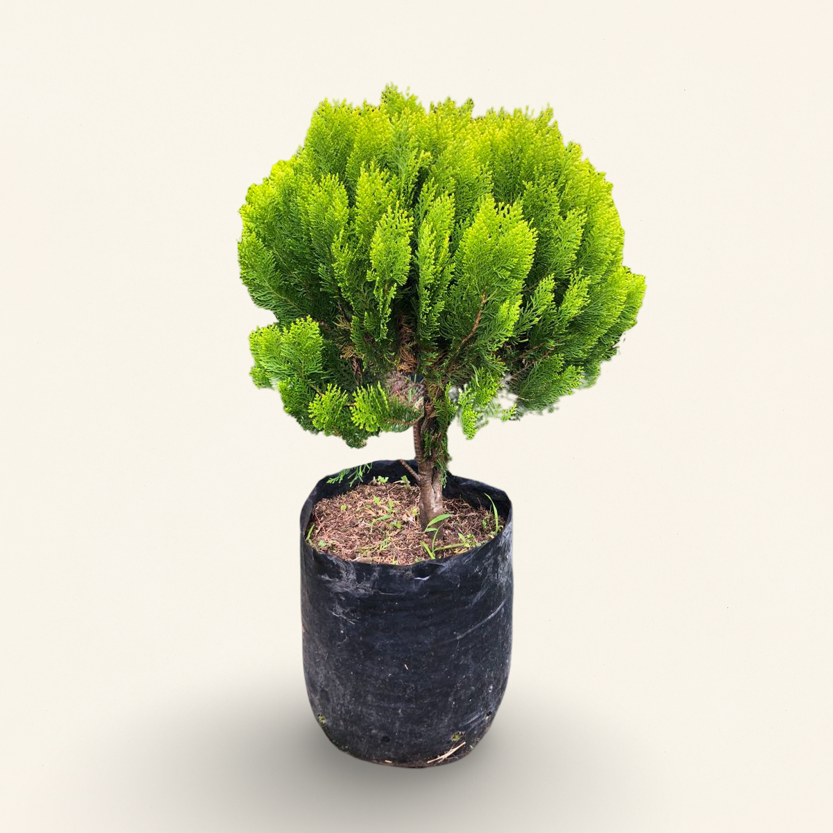 Pino Bola - Thuja Orientalis