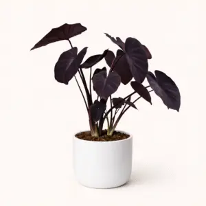 Viuda Negra – Alocasia de Hojas Oscuras y Elegancia Tropical